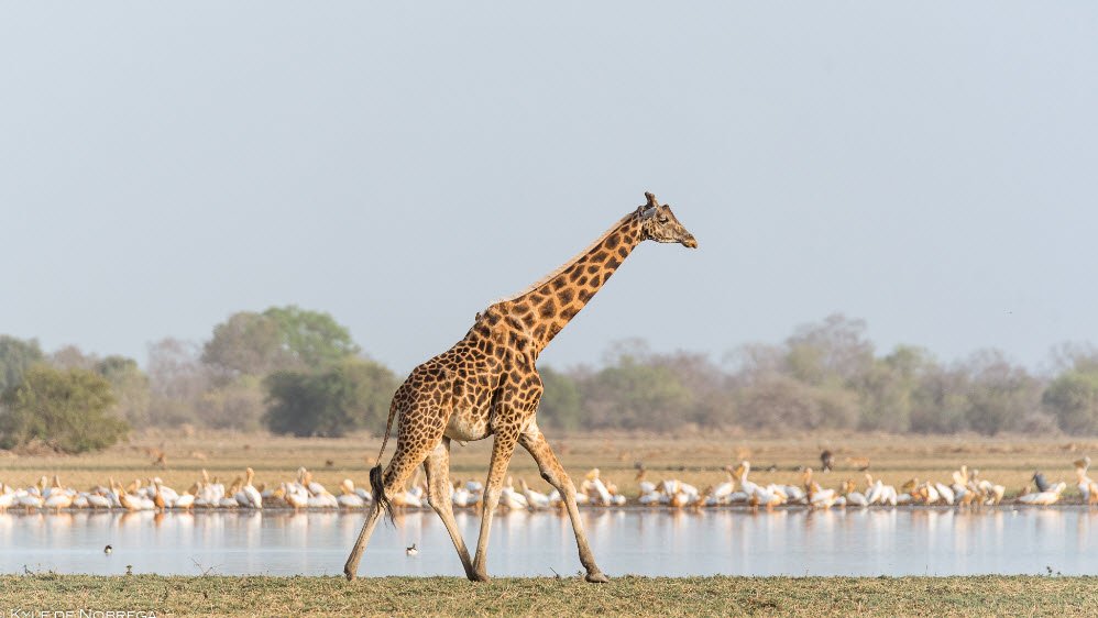 Aouk National Park